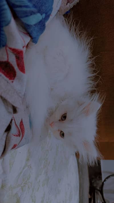 White female Persian kitten almost 50 days | Jet box | Food Litter&toy