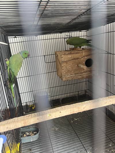 Parrot pair