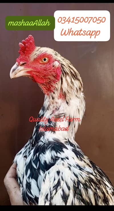 Quality Aseel Farm Islamabad