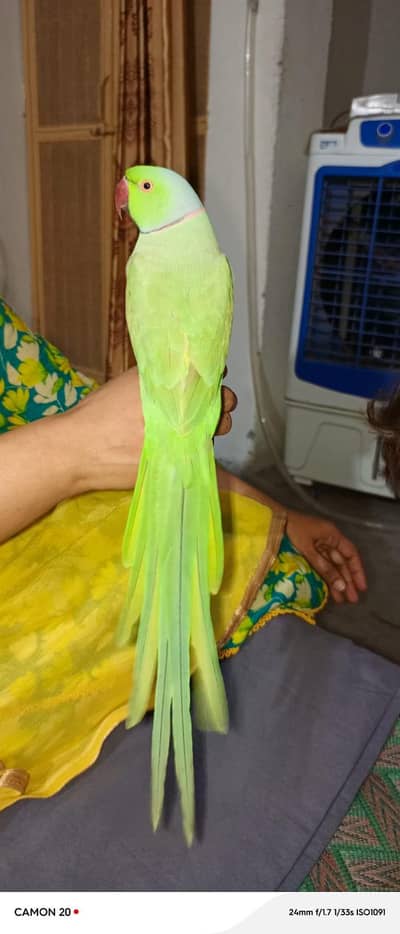 cute talking parrot ha achy alfaz Wala.