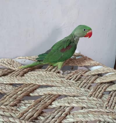 6  Raw huge size chicks