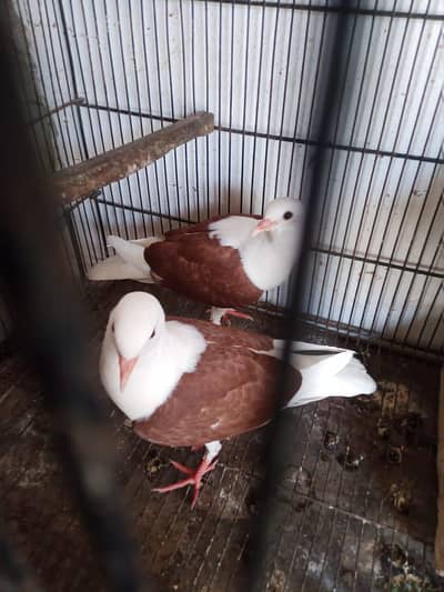 sheild cropper patha