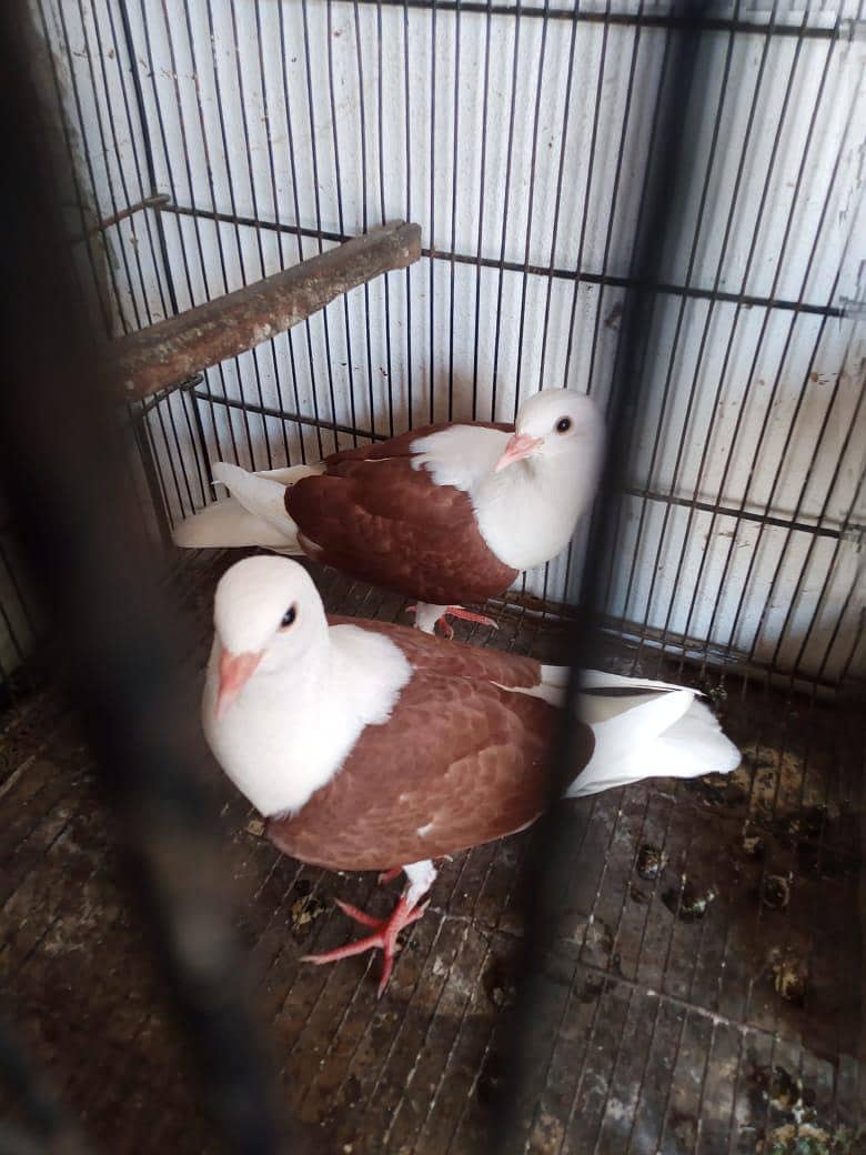 sheild cropper patha 1