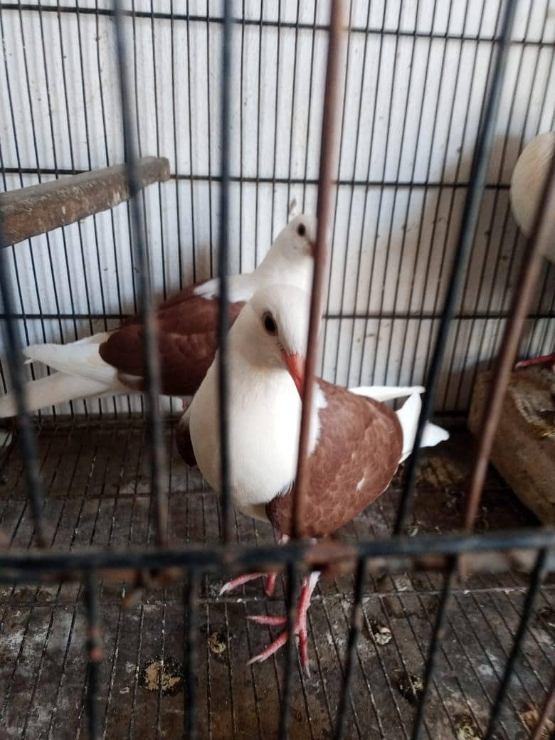 sheild cropper patha 2