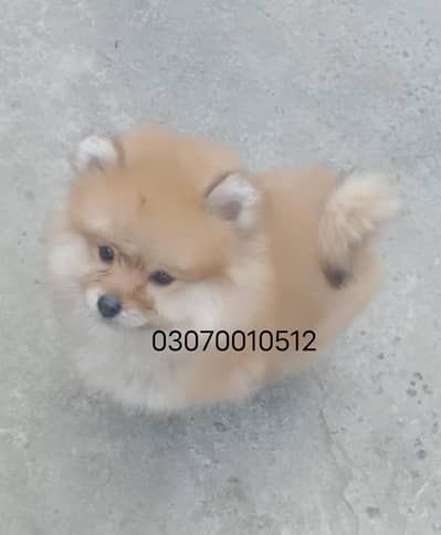 Pomeranian