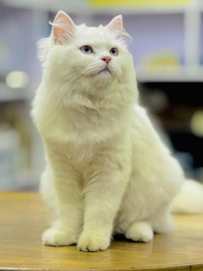 Blue eyes Triple coat female