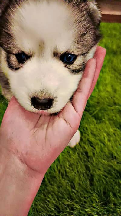 gray Siberian huskey femle available