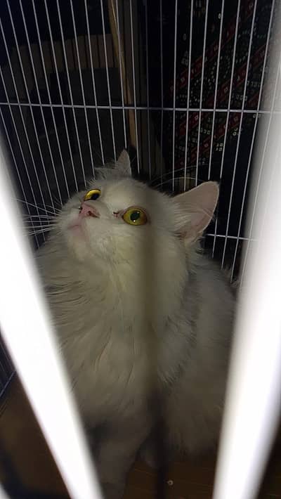 Persian punch face cat