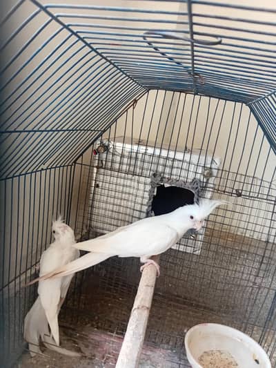 cocktail parrot for sale