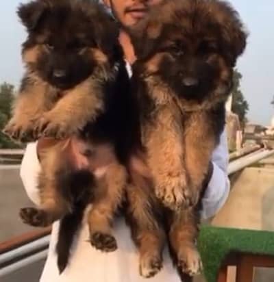 German Shepherd Puppies WhatsApp03201503884