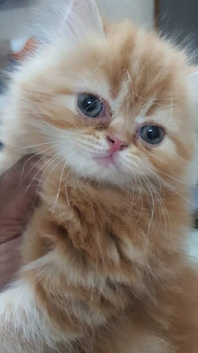 Persian cats Pair (Male/Female)