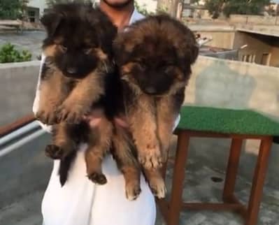 German Shepherd Puppies WhatsApp03201503884