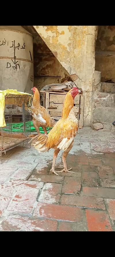 mianwali peela  patha