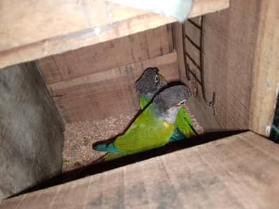 green cheek conure 1 pice yellow sadit conure non dna nall tell fling