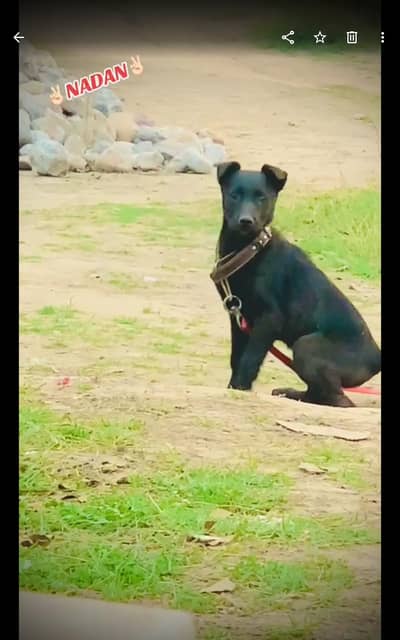 TAIWAN DOG BREEDED WITH LABRADOR