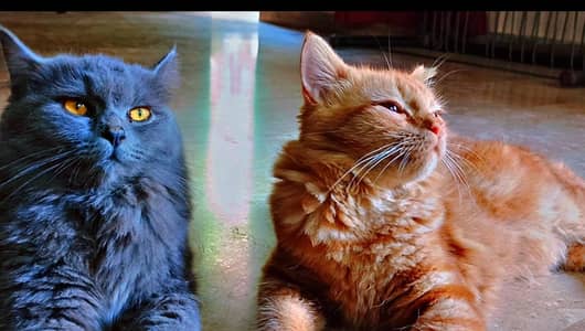 double counted perssian cats pair