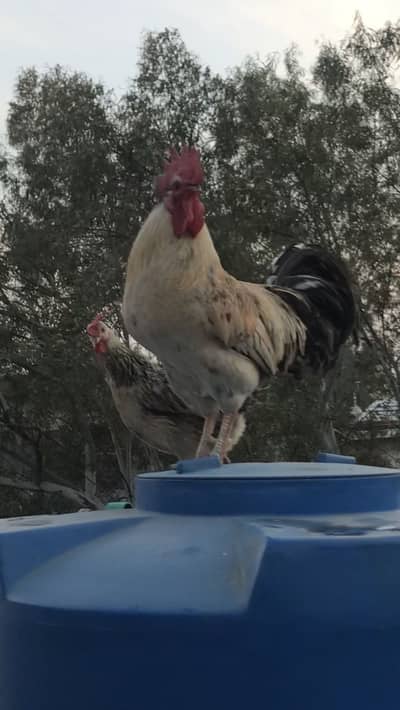 Breeeder male hai golden dessi  murgi  Andy dy rahi hai