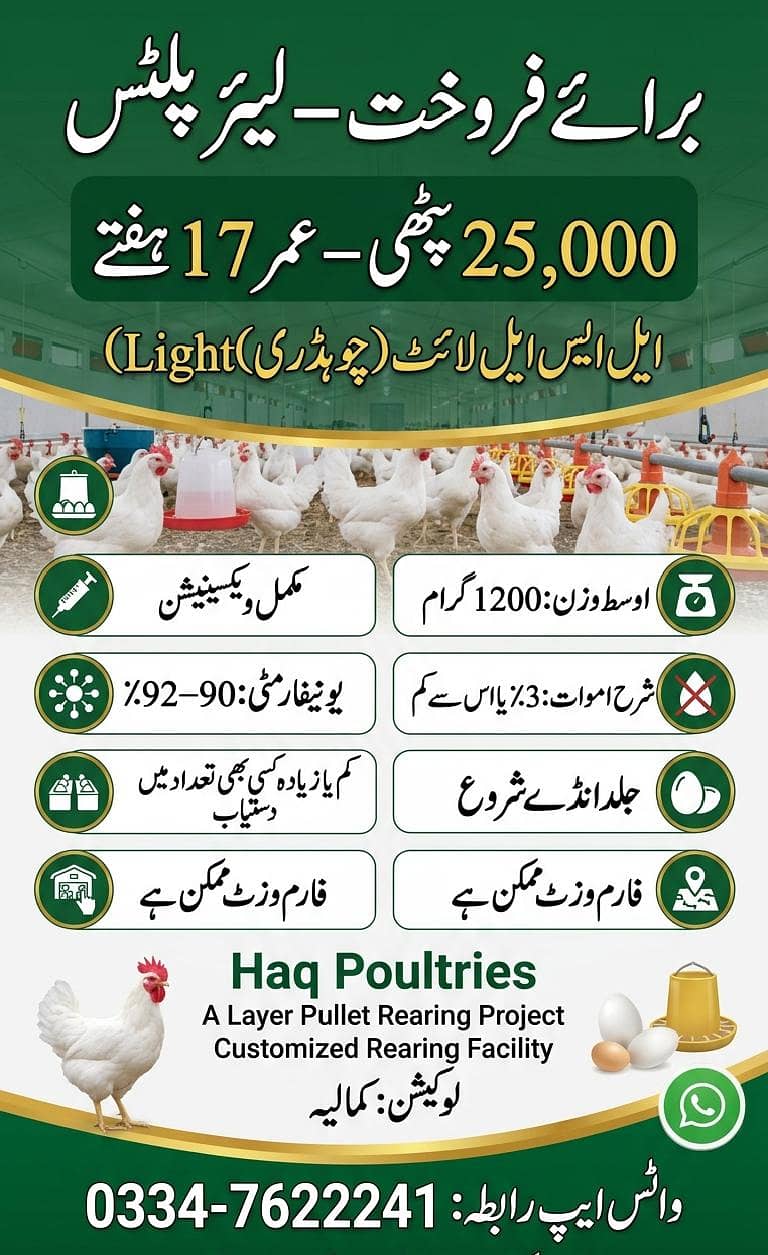 لیئر پلٹس برائے فروخت 0