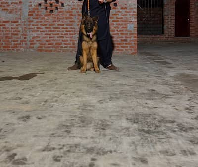 German shepered 1 year old
