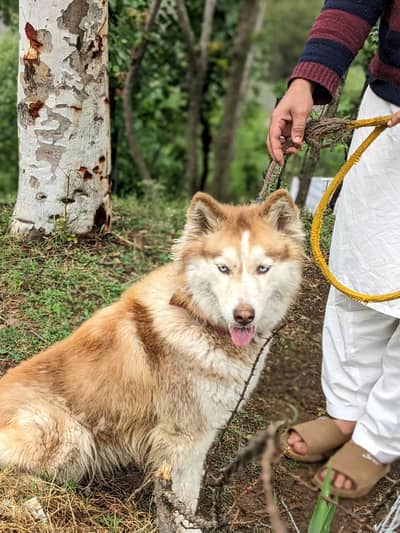 Female Siberian Husky