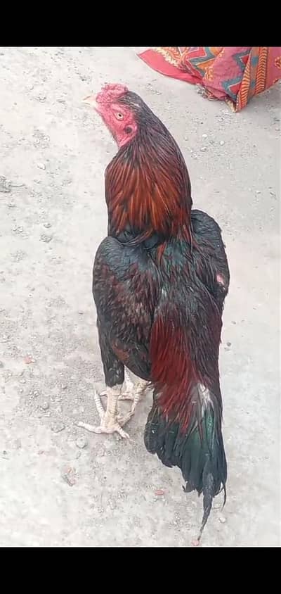 Aseel murga for sale white nok nali white blue ring eyes