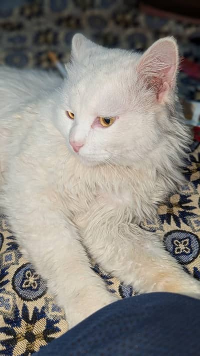 Cute Persian cat available