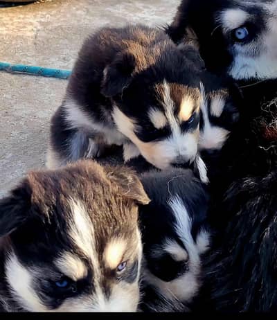 Blue Eyes Serbian Husky Puppies for Sale – 7 Weeks Old