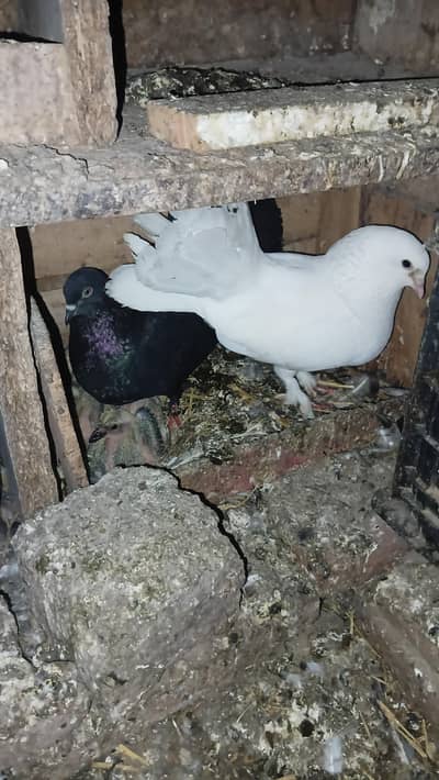 breeder pair for sale