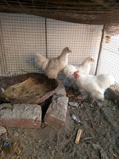 bantam pair for sale