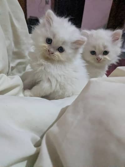 Persian cats for sale