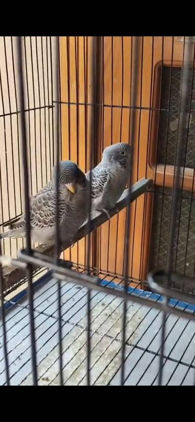 Black beauty with Rainbow under