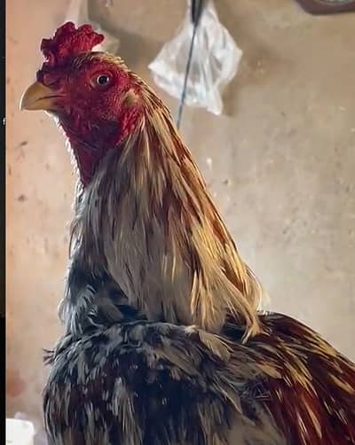 Cheena Aseel 2600/2700 mohra wazan