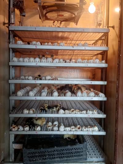 1200 eggs wala fully automatic incobator