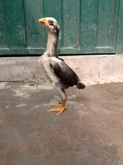 thai burmi panas pakoya kamalia dragon shamo