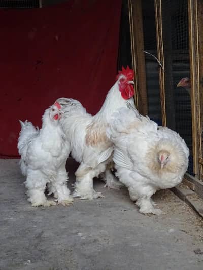 White Heavy Buff I Golden Heavy Buff I Aseel Male