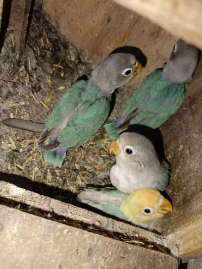 lovebirds parrots bird pair with chicks