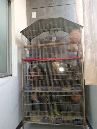 love birds and buggies