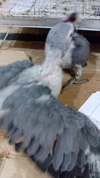 Andar 2.5 Months Gray chicks Healthy ACtive