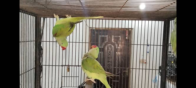 QUALITY RAW 1 piece 13000