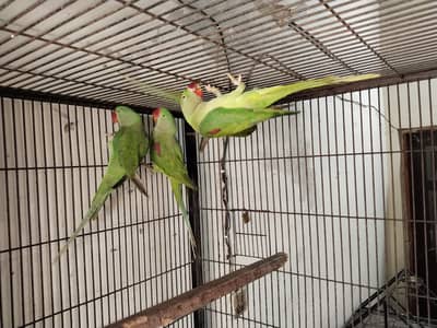 QUALITY RAW 1 piece 13000