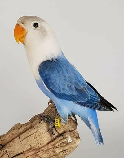 love birds multiple mulaltions available