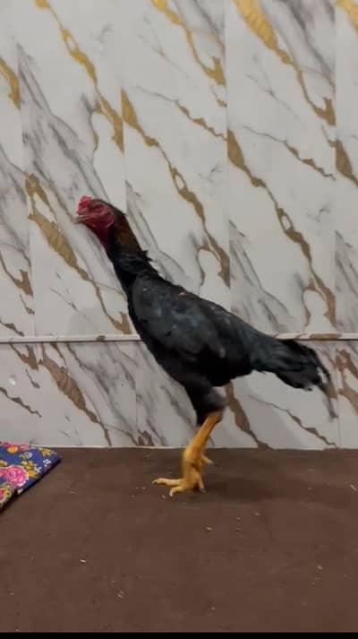 Black Shamo male double heighted