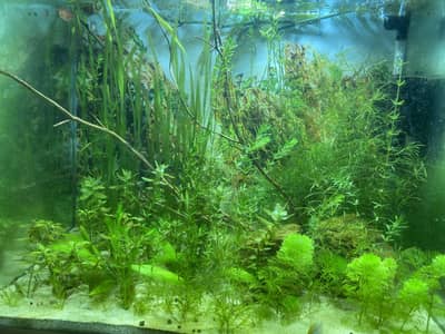 Aquarium Plants