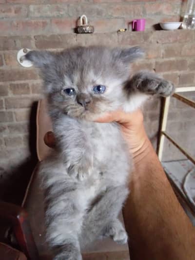 i wanna sale my kittens