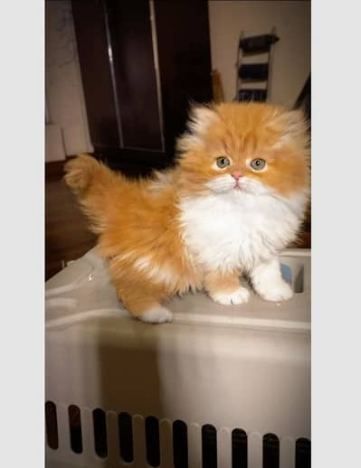 Persian kittens top Quality unique colours