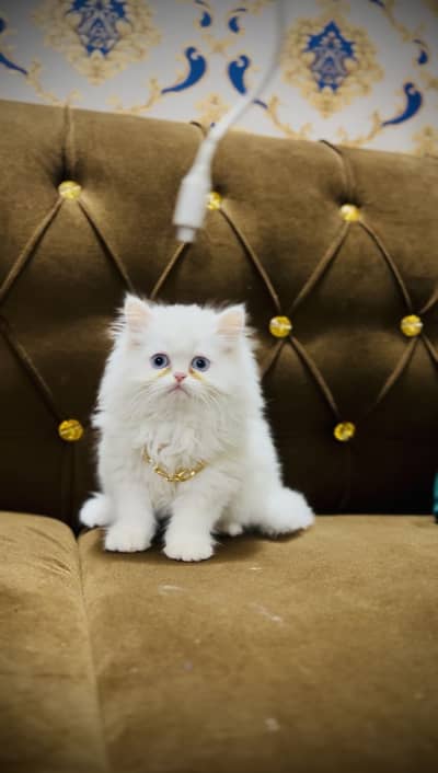 MashaAllah Punch Face Extra Long Hair Kittrns