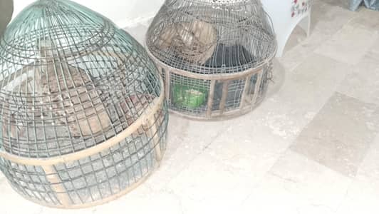 golden Irani teeter bhut acha hen CT pe bol tha he video bi mil jayegi