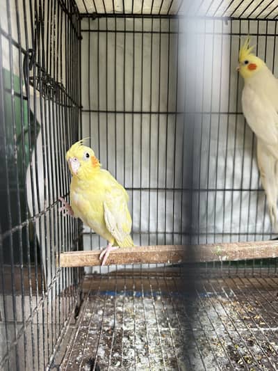 Cocktail Breeder Female For sale