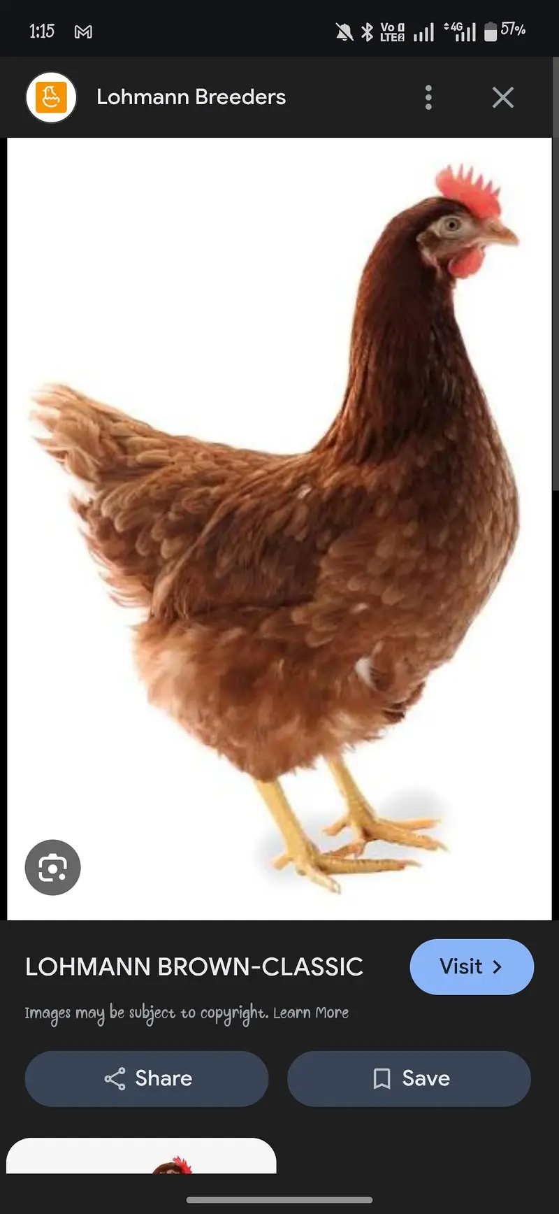 Lohman brown chicks