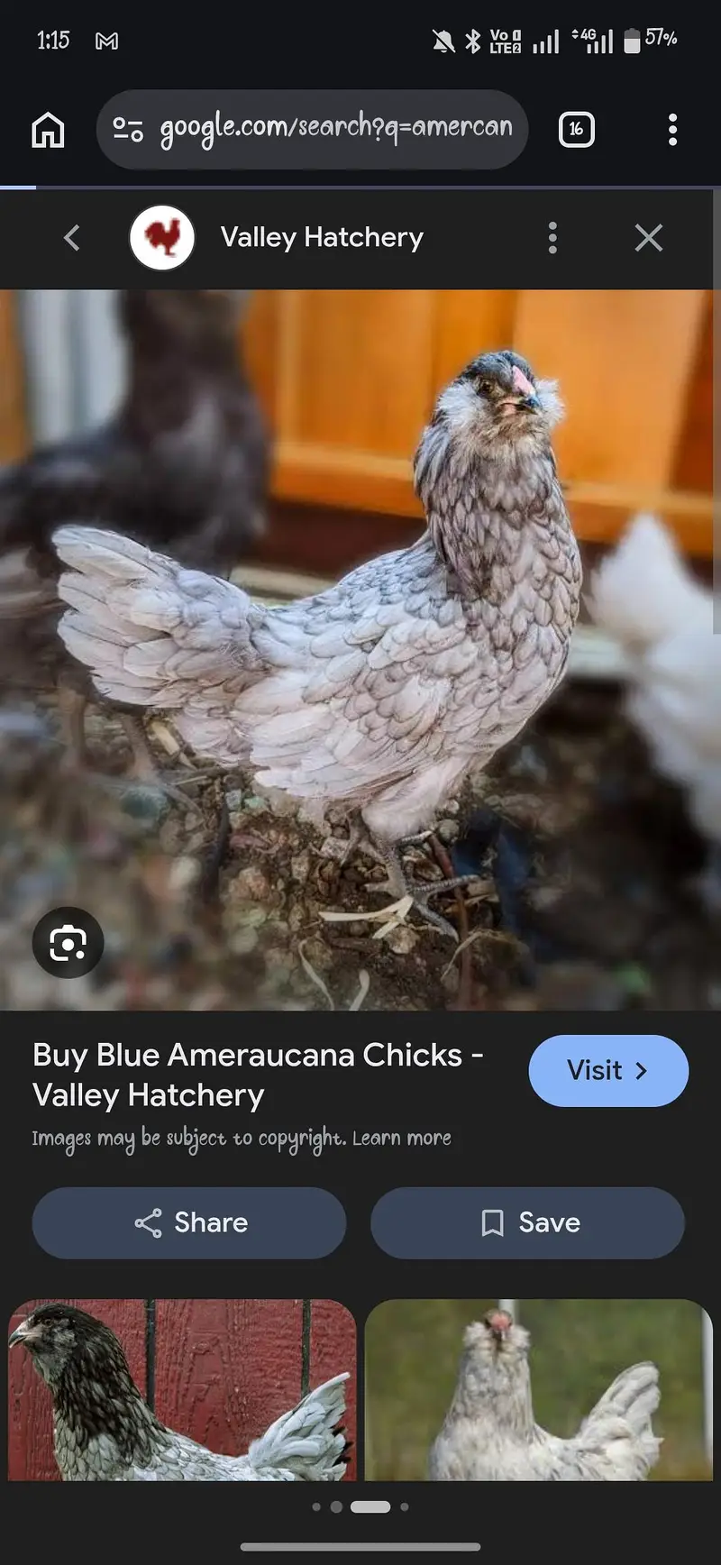 Lohman brown chicks — photo 2